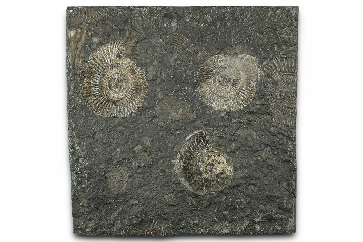 Fossil Ammonite Cluster - Posidonia Shale, Germany #358373